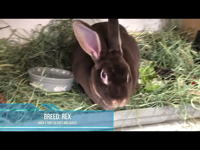 What Happens When You Rescue TOO MANY #bunnies in 24 Hours?