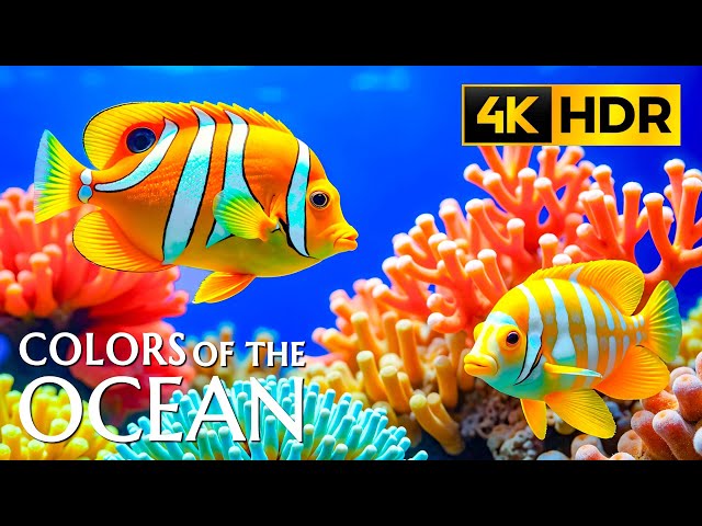 Ocean Tranquil 4K Ultra HD - Relaxing Reefs and Marine Life for Peaceful Relaxation