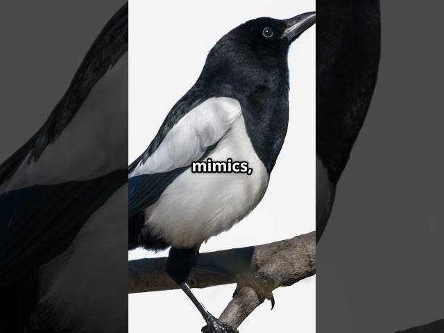 Magpies! #fairlyoddfacts #facts #fyp #nature #birds #magpies