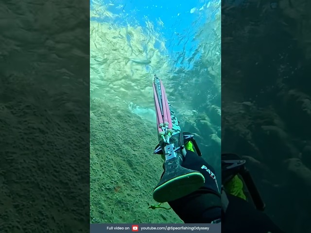 😈 Sneaky Shot! | Striking from Below 🎯 #spearfishing