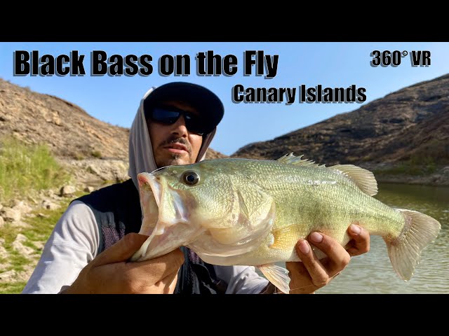 Black Bass in der virtuellen Realität - Schwarzbarsch mit der Fliege 360° VR Gran Canaria