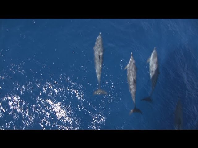 Pantropical Spotted Dolphins