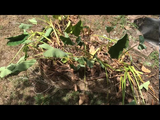 Snake like Lizard? Found in my Pond