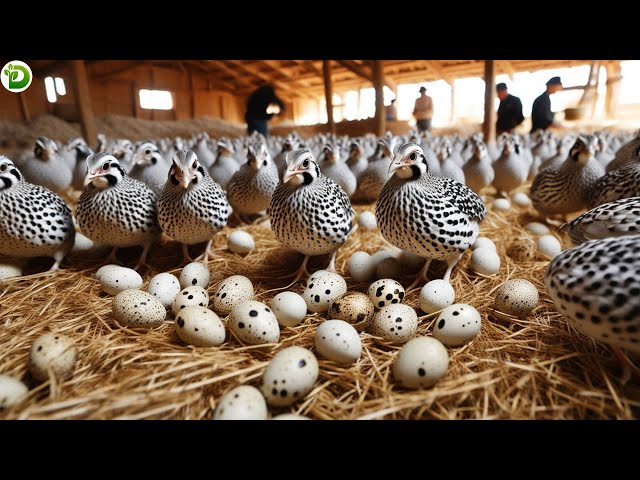 Great Quail Farm - How to Raise Quails Effectively for Meat and Eggs