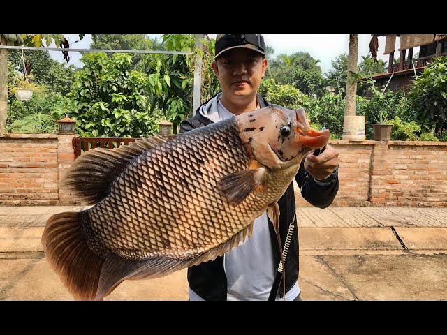 Hồ Dịch Vụ 5 Triệu 1 Ngày, Câu Cá Thả Lại / BAKE KUJIRA/FISHING VLOG 71