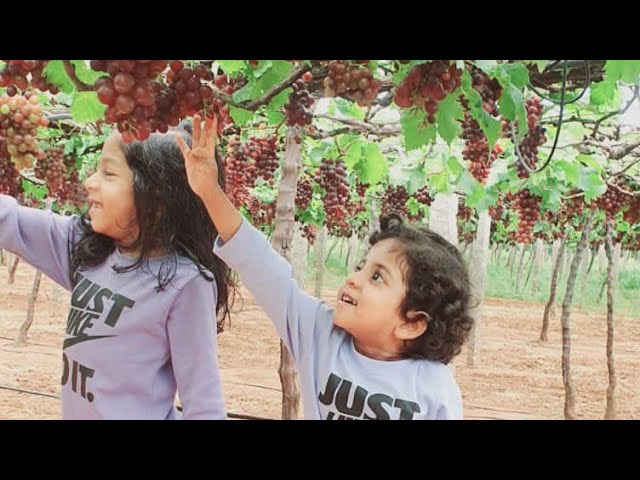 മുന്തിരി തോട്ടം 🍇|kambham theni road trip|vegitable farm|Tamilnadu|