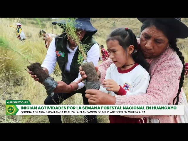 OFICINA AGRARIA SAPALLANGA REALIZA JORNADA DE REFORESTACIÓN EN CULLPA ALTA EN HUANCAYO