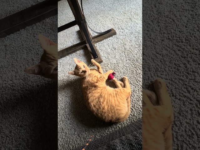 😂 Bubby tweakin’🐅 #catnip #catnipcraze #cat #catshorts #catlover #orangecat #tiger #TJ #fyp