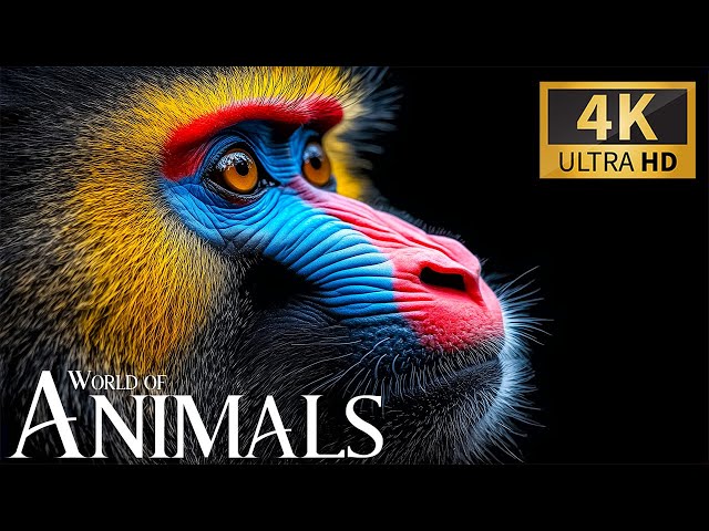 World of Animals 4K 🌍 Explore Wildlife with Real Nature Sounds & Piano Music 🎹