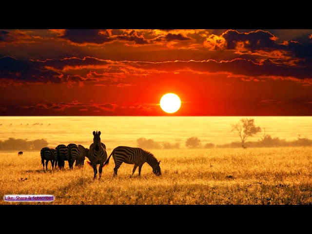 African Music _ African Savannah _ Relax, Study & Ambience-4a7IHDXRG6k