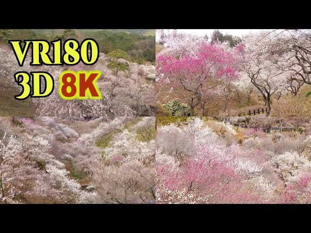 [ 8K 3D VR180 にはめ込んだ 昔の3D映像] 吉野梅郷（東京都青梅市）Yoshino-Baigo,former famous plum blossoms viewing spot