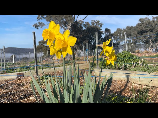 Warts and all tour of the flower farm as we enter year 2 growing cut flowers.