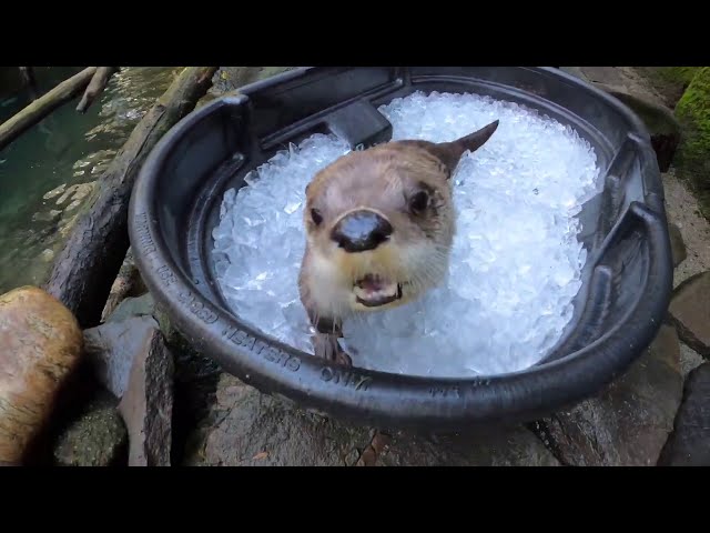 River Otters Have Icy Fun In A Tub