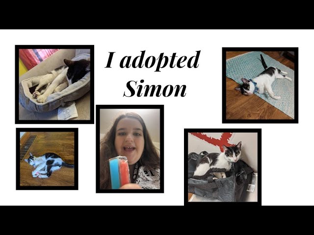 Vlog: Taking My Cat to the Vet, and Showing My New Cat His New Home!