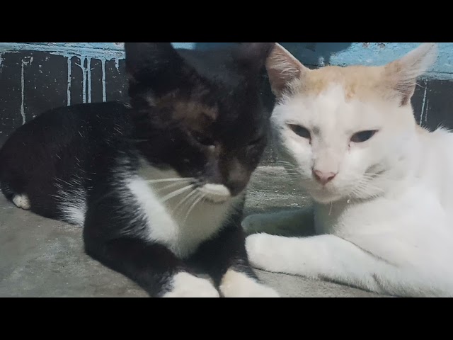 Jacky love jame  cat! cat funny videos  Nice  cat/