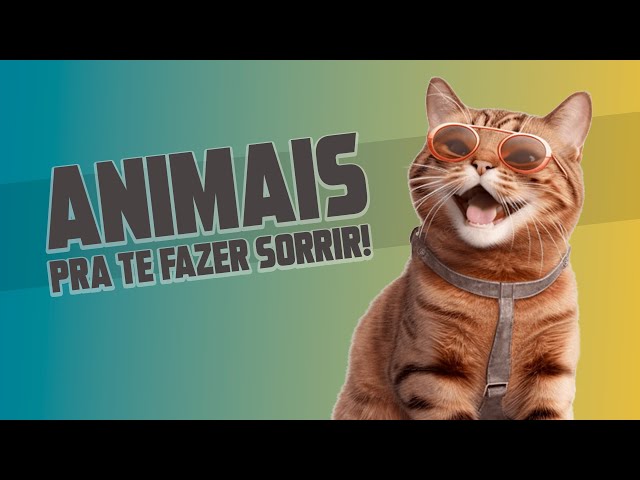 Os Animais Mais Engraçados da Internet!