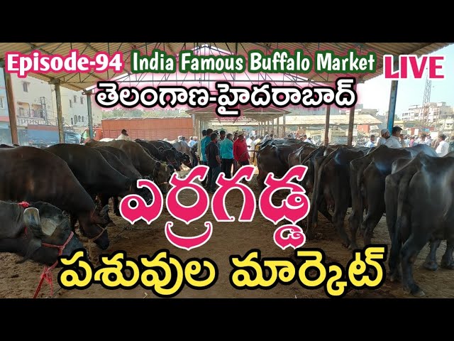 ఎర్రగడ్డ పశువుల సంత | Erragadda Buffalo Market | Erragadda Buffaloes Info @jainkisan