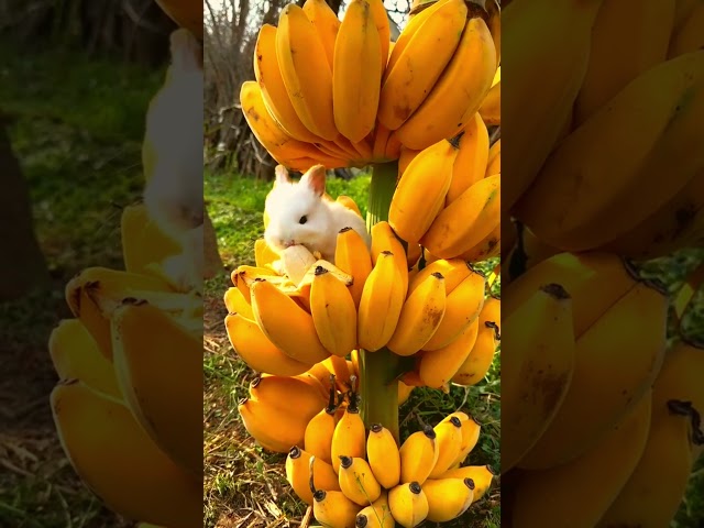 Is Banana Really The Best Food For Little Rabbits  #rabbitmusic #naturesounds #naturelovers