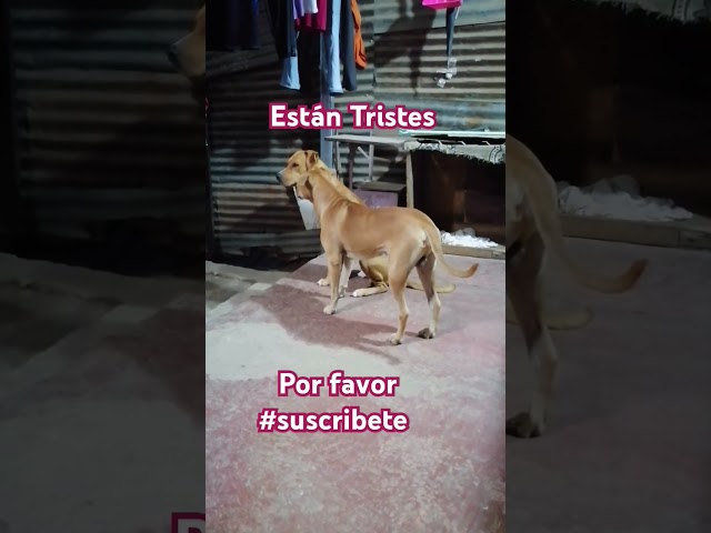 Perrito triste y abandonado