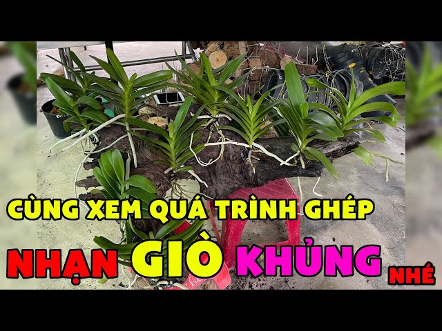 NHẠN TÁC PHẨM GỬI KHÁCH PHƯƠNG XA  / Thích Trồng Lan - Vườn lan Bá Ninh