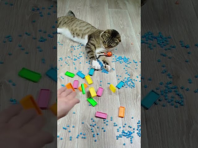 Funny Cats Barsik Vasj ❤ Beads 🐠 Reverse Video ASMR