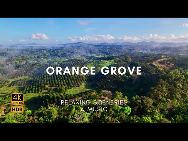 Immerse Yourself in an Orange Grove Oasis with 4K Sceneries & Music