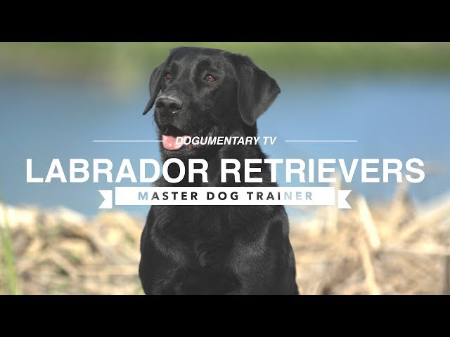 The Surprising Truth About Labrador Retrievers Nobody Tells You