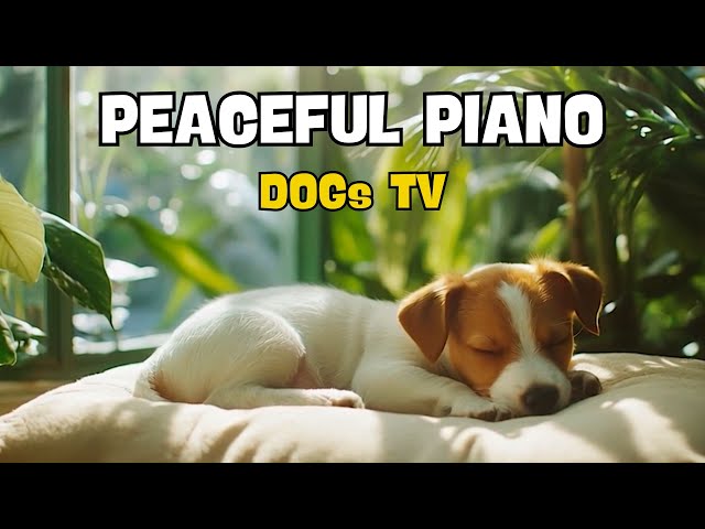 ☀️🐕 Happy Puppy in the Morning Sunlight 🎄🎶 Gentle Melodies to Start the Day for Your Puppy