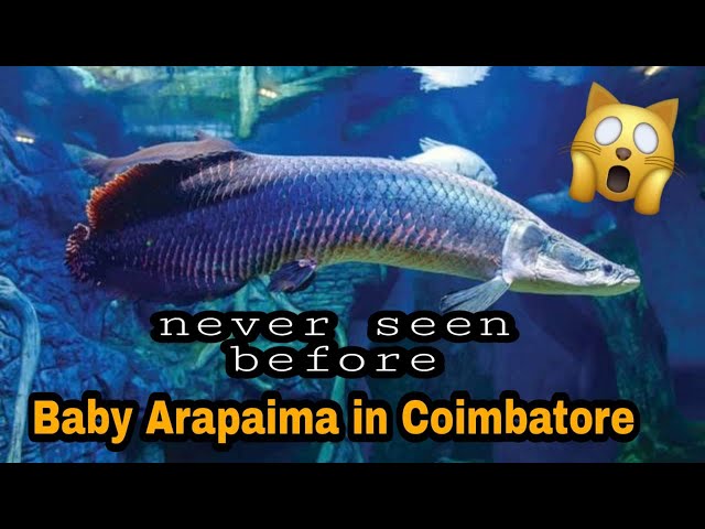 Baby Arapaima in Coimbatore! | OMG😱 | Exotic fish | Pets for You