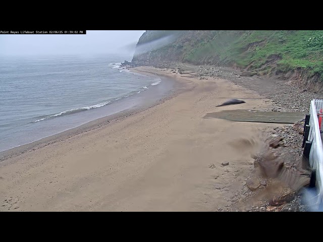 The Marine Mammal Center Live Stream Point Reyes National Seashore