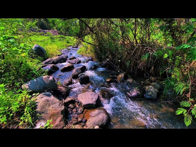 SERENE RIVER SOUNDS 🌊 | Serene Forest Stream Ambience | Soothing Water Sounds for Sleep & Focus