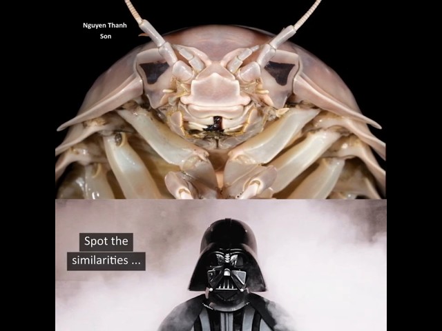 New Giant Sea Bug Named After Darth Vader