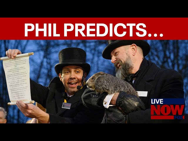 Punxsutawney Phil predicts six more weeks of winter  | LiveNOW from FOX