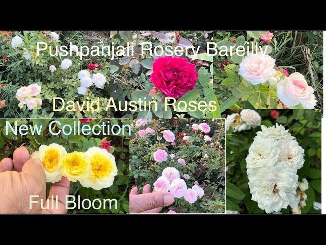 New Rose Varieties 🌹| David Austin Roses | Shrub Roses | Floribunda | Pushpanjali Rosery Bareilly