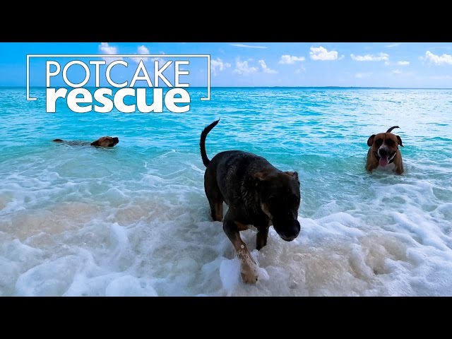 Potcake Rescue (360 VR Spherical Video)