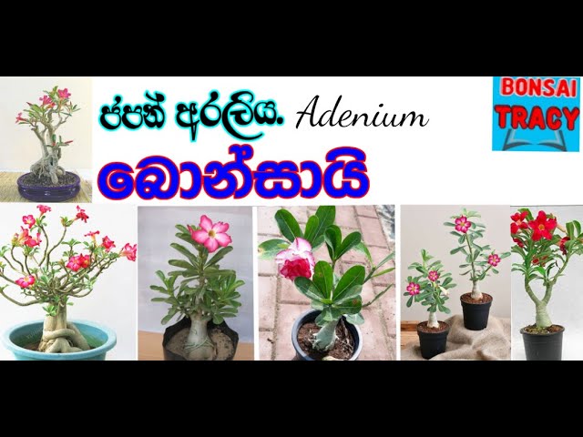 Adenium bonsai / ජපන්අරලිය බොන්සායි / මුල සිට පැහැදිලිව.