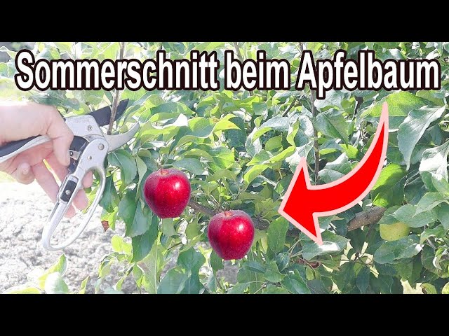 Apfelbaum Sommerschnitt: Wie du deinen Apfelbaum jetzt schneiden musst!