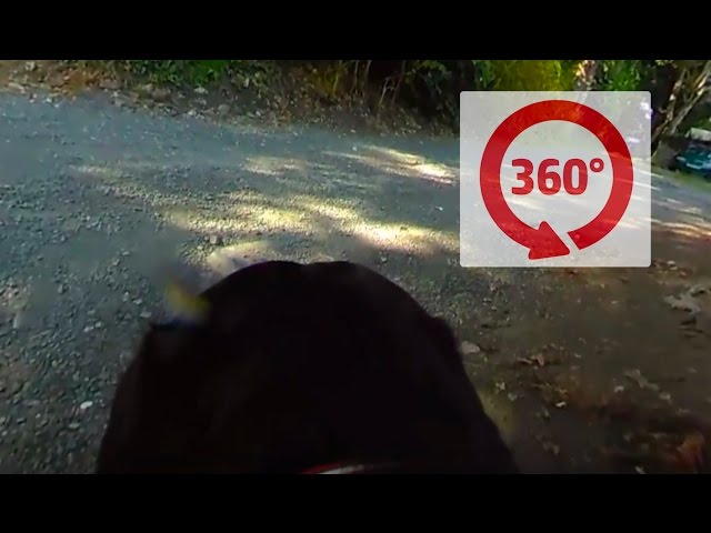 360Fly Dog Walking Adventure