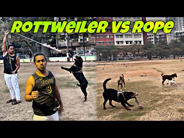 Rottweiler Tried To Grip On Moving Rope | Played Tug With Him | Day-259