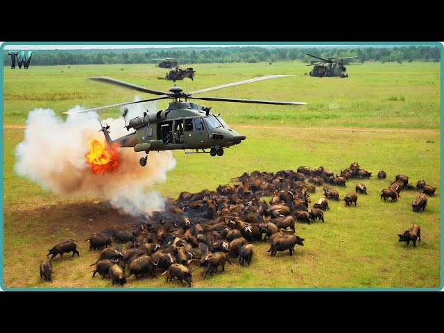 How Do American Hunters And Farmers Deal With Million Of Wild Boar By Helicopter And Hunting Dogs.