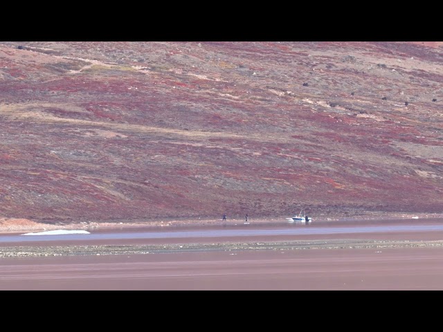 Inuit shooting a musk ox in Scoresby Sound fjord. HD HDR.