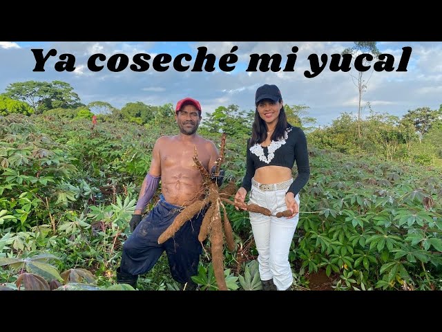 Así se cosecha yuca en Costa Rica