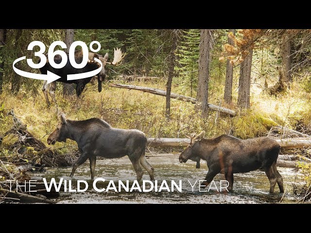 Best of Wild Canada (360 Video) | Wild Canadian Year