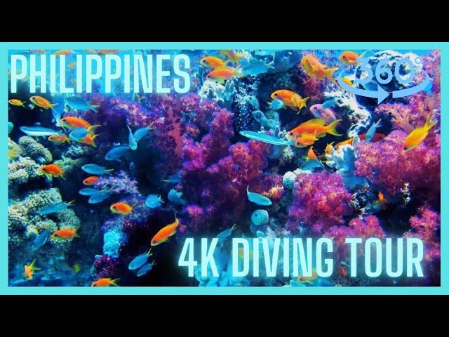 🌊🔍🐠 Experience Saturated Color: Diving in the Philippines in VR 360° 4K