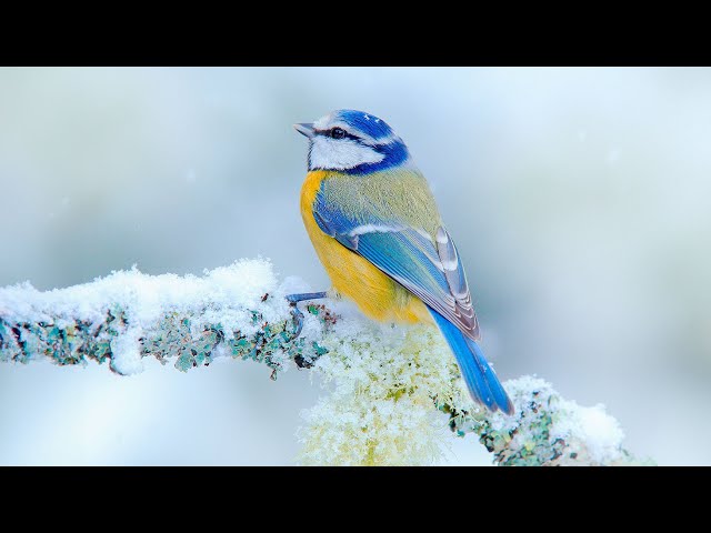 Birds in Winter ~ Relaxing Music For Stress Relief, Calming Music For Your Heart