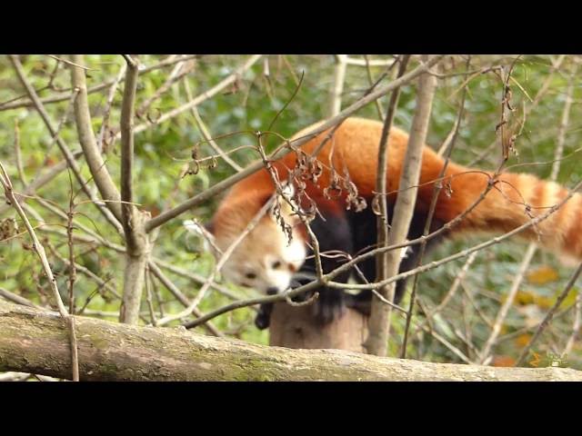 Typical scent-marking behaviour of red panda at Dublin Zoo