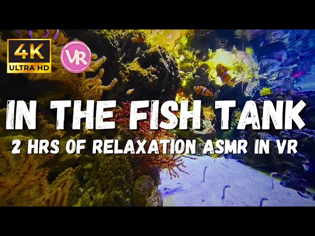 Aquarium Of Fish: 4k Underwater Ambience Relaxing Video For Stress Relief