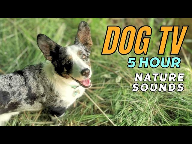 🌿🐕 5-Hour Corgi Nature Walk - Calming Dog TV (Nature Sounds) 🐕🌿