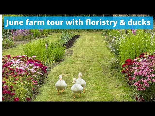 It’s put your ducks to work day here at Common Farm - June farm tour with floristry and ducks