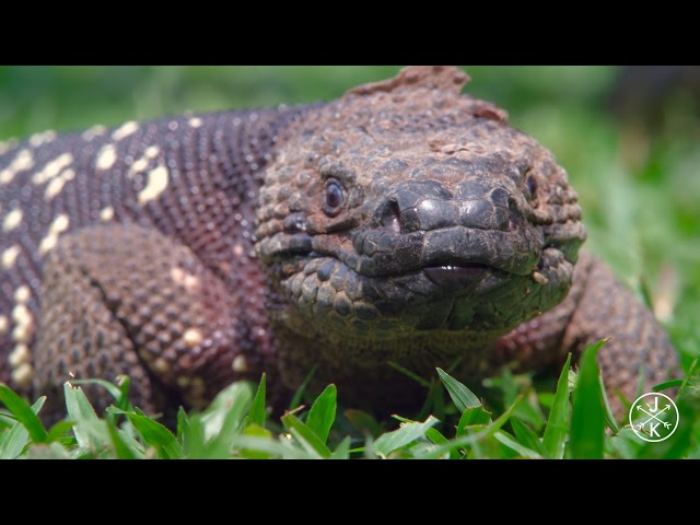 4K Costa Rica in 60fps ULTRA HD HDR